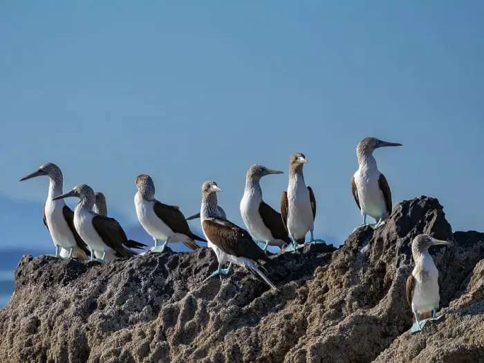 Framed Print : Blue-footed boobies (Sula nebouxii), on a small islet near Isla Salsipuedes, Baja California, Sea of Cortez, Mexico, North America Framed Print : Blue-footed boobies (Sula nebouxii), on a small islet near Isla Salsipuedes, Baja California, Sea of Cortez, Mexico, North America