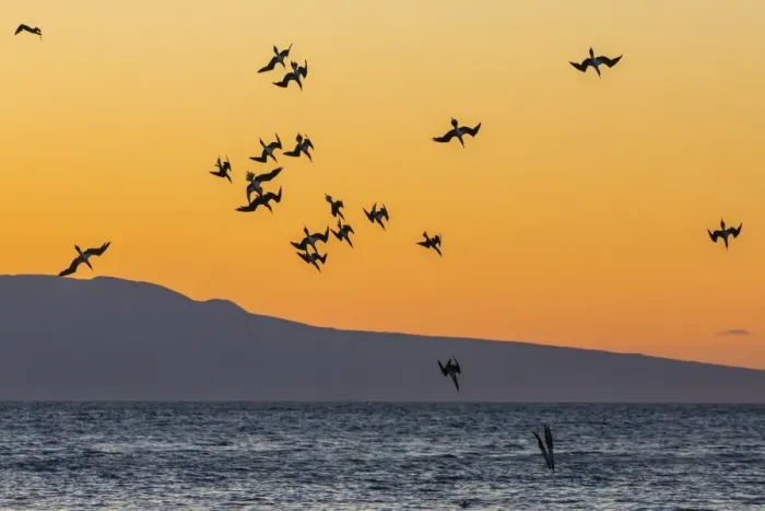 Framed Print : Blue-footed boobies (Sula nebouxii) plunge-diving for small fish at sunset off Rabida Island, Galapagos Islands, UNESCO World Heritage Site, Ecuador, South America Framed Print : Blue-footed boobies (Sula nebouxii) plunge-diving for small fish at sunset off Rabida Island, Galapagos Islands, UNESCO World Heritage Site, Ecuador, South America