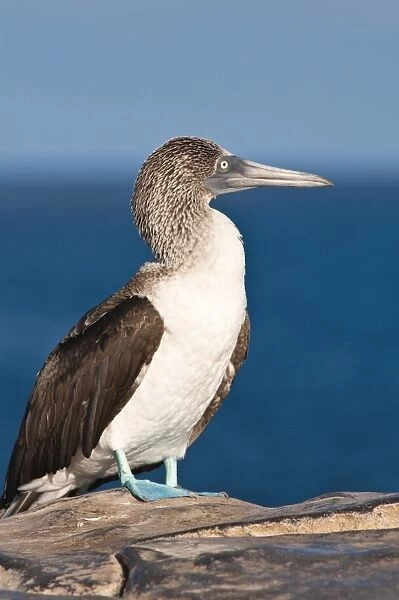 Blue footed booby (Sula nebouxii), Isla Lobos off Isla San Cristobal (San Cristobal Island)