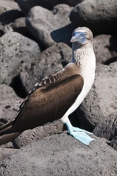 Blue footed booby (Sula nebouxii), Isla Lobos off Isla San Cristobal (San Cristobal Island)