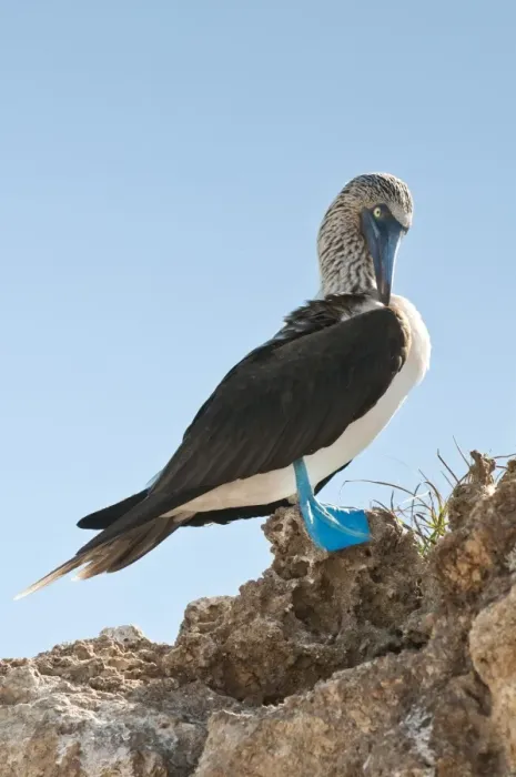 Framed Print : Blue-footed booby (Sula nebouxii), Isla Marietas National Park, UNESCO Biosphere Reserve, Puerto Vallarta, Jalisco, Mexico, North America