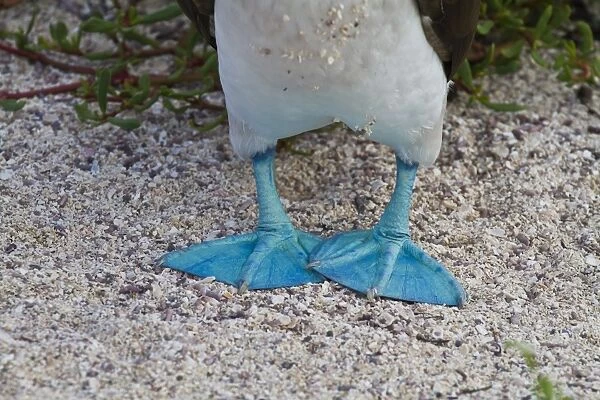 Blue-footed booby (Sula nebouxii), North Seymour Island, Galapagos Islands, Ecuador, South America