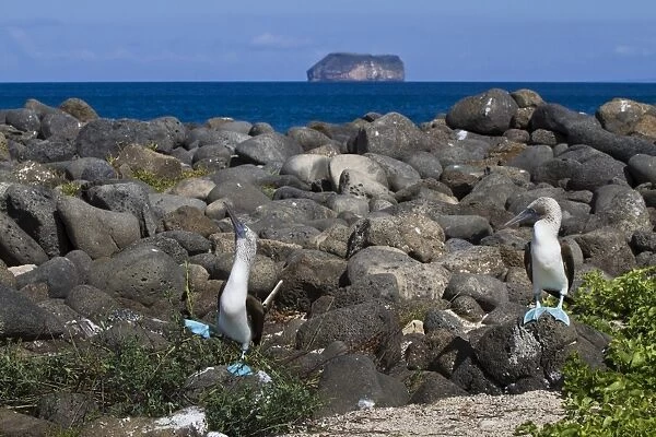 Blue-footed booby (Sula nebouxii) pair, North Seymour Island, Galapagos Islands, UNESCO World Heritage Site, Ecuador, South America