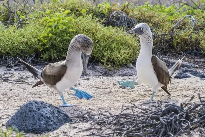 Framed Print : Blue-footed booby (Sula nebouxii) pair in courtship display on North Seymour Island Framed Print : Blue-footed booby (Sula nebouxii) pair in courtship display on North Seymour Island