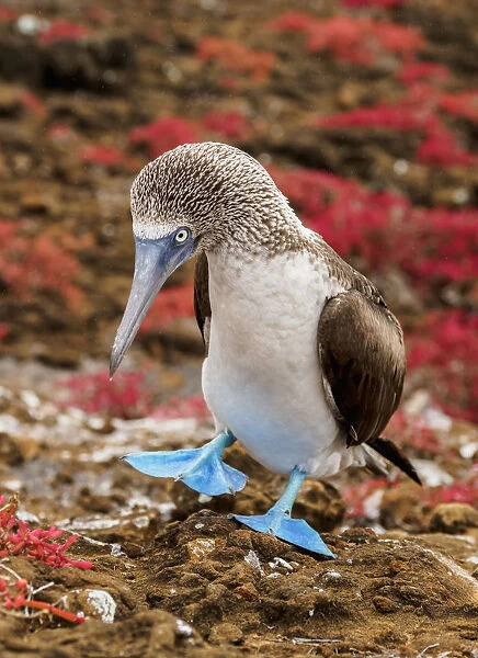 Blue-footed booby (Sula nebouxii), Punta Pitt, San Cristobal or Chatham Island, Galapagos