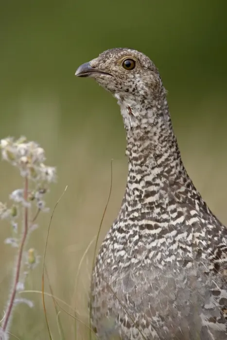 Framed Print : Blue grouse (Dendragapus obscurus) hen, Waterton Lakes National Park, Alberta