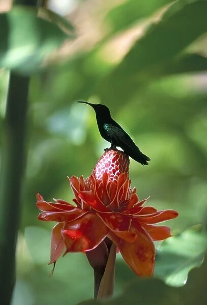 Blue headed colibri bird