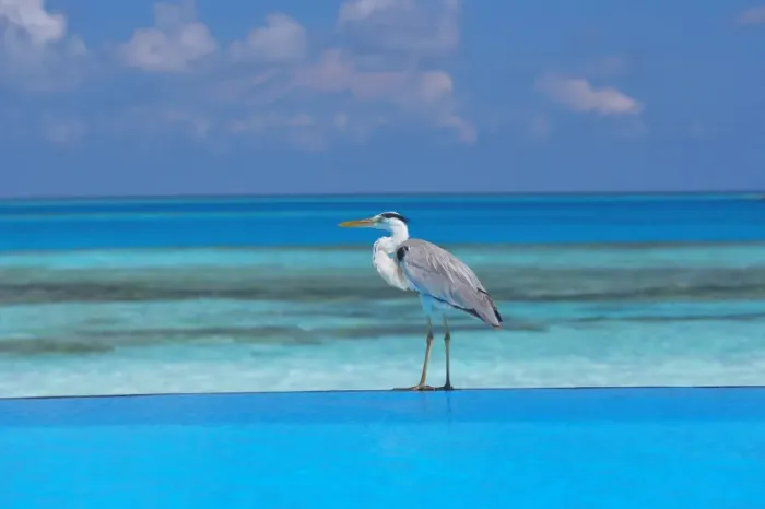 Framed Print : Blue heron standing in water, Maldives, Indian Ocean, Asia Framed Print : Blue heron standing in water, Maldives, Indian Ocean, Asia