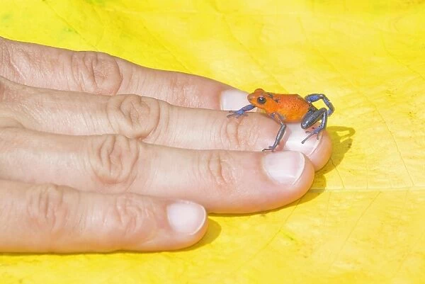 Blue jeans dart frog (Dendrobates pumilio) on human hand, Costa Rica, Central America