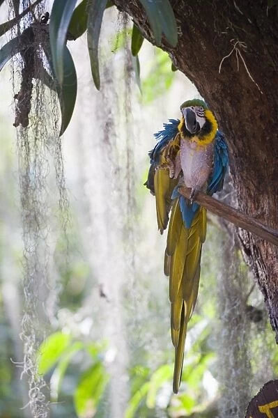 Blue macaw, El Gallineral Park, San Gil, Colombia, South America