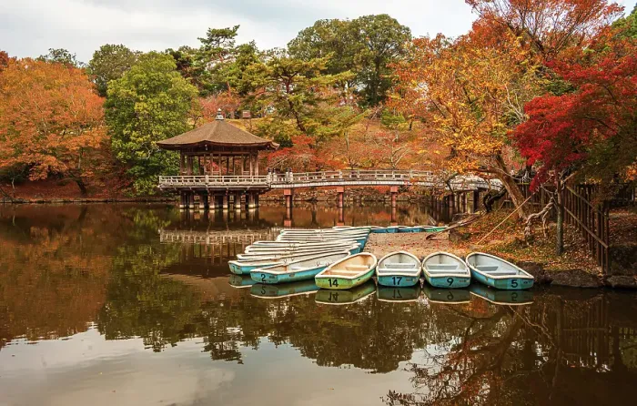 Framed Print : Blue rowing boats neatly docked in a clear reflecting pond, golden autumnal forest surroundings, Nara, Honshu, Japan Framed Print : Blue rowing boats neatly docked in a clear reflecting pond, golden autumnal forest surroundings, Nara, Honshu, Japan