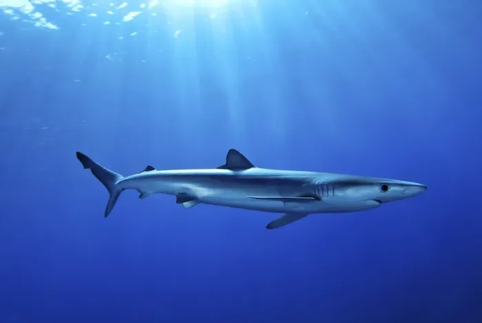 Framed Print : Blue shark (Prionace glauca) in the Azores, Portugal, Atlantic, Europe Framed Print : Blue shark (Prionace glauca) in the Azores, Portugal, Atlantic, Europe