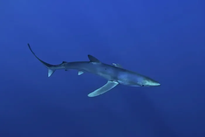 Framed Print : Blue shark (Prionace glauca) in the Azores, Portugal, Atlantic, Europe Framed Print : Blue shark (Prionace glauca) in the Azores, Portugal, Atlantic, Europe