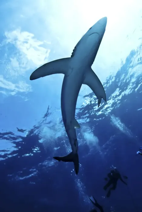 Framed Print : Blue shark (Prionace glauca) in the Azores, Portugal, Atlantic, Europe Framed Print : Blue shark (Prionace glauca) in the Azores, Portugal, Atlantic, Europe