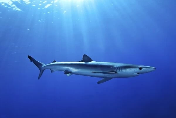 Blue shark (Prionace glauca) in the Azores, Portugal, Atlantic, Europe