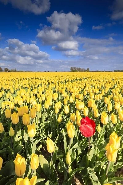 Blue sky and clouds in the fields of yellows tulips in bloom, Oude-Tonge, Goeree-Overflakkee