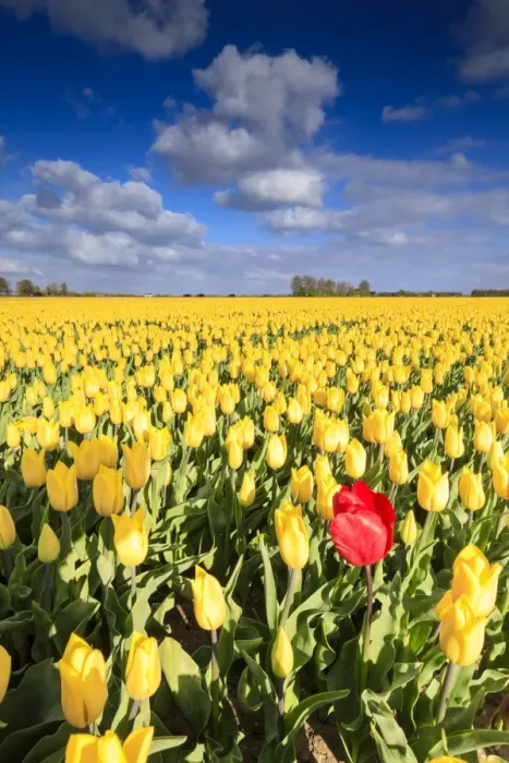Framed Print : Blue sky and clouds in the fields of yellows tulips in bloom, Oude-Tonge, Goeree-Overflakkee Framed Print : Blue sky and clouds in the fields of yellows tulips in bloom, Oude-Tonge, Goeree-Overflakkee