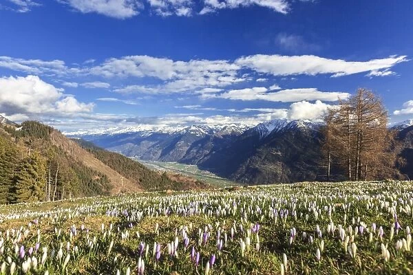 Blue sky on the colorful crocus flowers in bloom, Alpe Granda, Sondrio province, Masino Valley