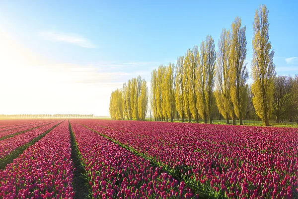The blue sky at dawn and colourful fields of tulips in bloom surrounded by tall trees