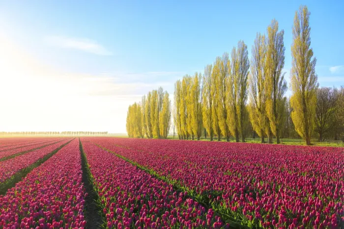 Framed Print : The blue sky at dawn and colourful fields of tulips in bloom surrounded by tall trees Framed Print : The blue sky at dawn and colourful fields of tulips in bloom surrounded by tall trees
