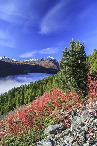 The blue sky above the Engadine Valley still shrouded in a thick fog, on an autumn day, and red weeds, Graubunden, Switzerland, Europe