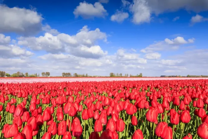 Framed Print : Blue sky and sun on fields of red tulips during spring bloom, Oude-Tonge, Goeree-Overflakkee