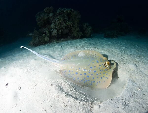 Blue spotted ribbontail ray (Taeniura lemma) feeds on small creatures under the sand, using its wings to stir up the sand, Marsa Alam, Egypt, North Africa, Africa