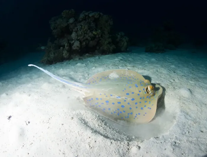 Framed Print : Blue spotted ribbontail ray (Taeniura lemma) feeds on small creatures under the sand, using its wings to stir up the sand, Marsa Alam, Egypt, North Africa, Africa Framed Print : Blue spotted ribbontail ray (Taeniura lemma) feeds on small creatures under the sand, using its wings to stir up the sand, Marsa Alam, Egypt, North Africa, Africa