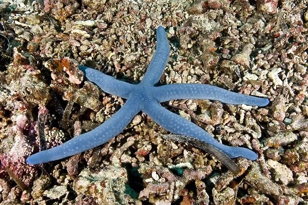 Blue starfish (Linckia laevigata), Philippines, Southeast Asia, Asia