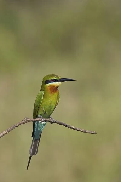 Blue-tailed Bee-eater (Merops philippinus), Uda Walawe National Park, Sri Lanka, Asia