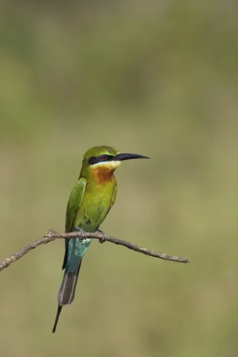 Framed Print : Blue-tailed Bee-eater (Merops philippinus), Uda Walawe National Park, Sri Lanka, Asia
