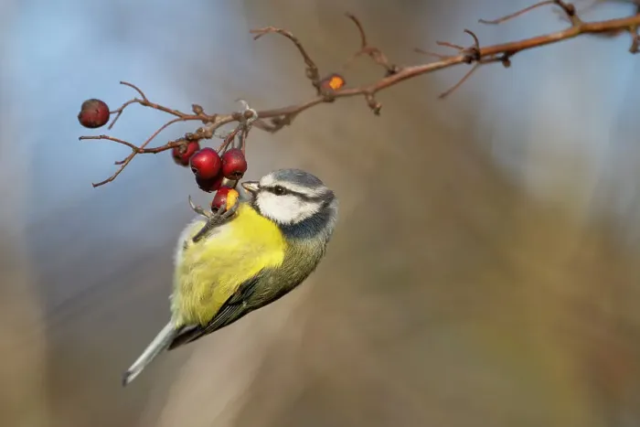 Framed Print : Blue tit (Cyanistes caeruleus) feeding on hawthorn berry, Elmley Nature Reserve, Kent, England, United Kingdom, Europe Framed Print : Blue tit (Cyanistes caeruleus) feeding on hawthorn berry, Elmley Nature Reserve, Kent, England, United Kingdom, Europe