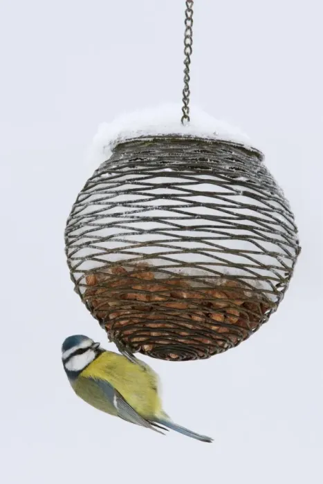Framed Print : Blue tit on feeder in snow, United Kingdom, Europe Framed Print : Blue tit on feeder in snow, United Kingdom, Europe