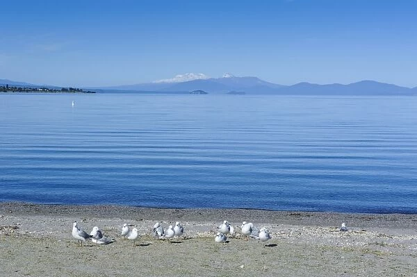 The blue waters of Lake Taupo with the Tongariro National Park in the background, North Island, New Zealand, Pacific