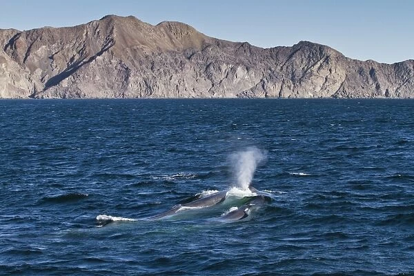 Blue whale cow (Balaenoptera musculus) and calf, southern Gulf of California (Sea of Cortez), Baja California Sur, Mexico, North America