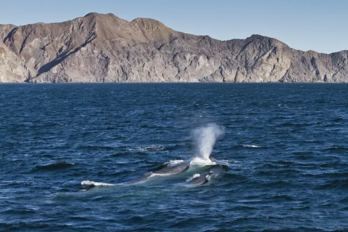 Framed Print : Blue whale cow (Balaenoptera musculus) and calf, southern Gulf of California (Sea of Cortez), Baja California Sur, Mexico, North America Framed Print : Blue whale cow (Balaenoptera musculus) and calf, southern Gulf of California (Sea of Cortez), Baja California Sur, Mexico, North America