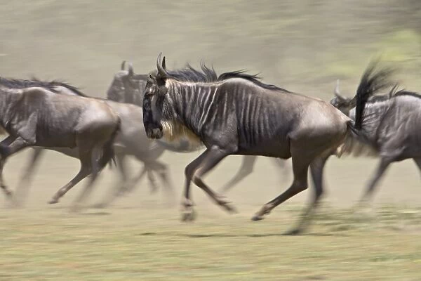 Blue wildebeest (brindled gnu) (Connochaetes taurinus) herd running, Ngorongoro Conservation Area