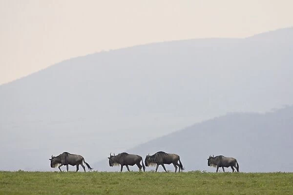 Four blue wildebeest (brindled gnu) (Connochaetes taurinus), Serengeti National Park