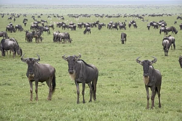 Blue wildebeest (brindled gnu) (Connochaetes taurinus) herd, Serengeti National Park