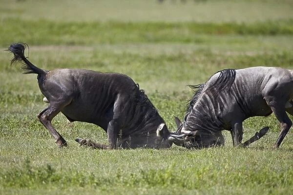 Two blue wildebeest (brindled gnu) (Connochaetes taurinus) bulls fighting, Ngorongoro Crater, Tanzania, East Africa, Africa