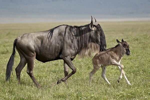 Blue wildebeest (brindled gnu) (Connochaetes taurinus) cow and days-old calf running, Ngorongoro Crater, Tanzania, East Africa, Africa
