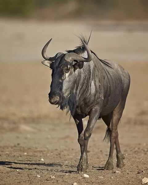 Blue wildebeest (brindled gnu) (Connochaetes taurinus), Kgalagadi Transfrontier Park, encompassing the former Kalahari Gemsbok National Park, South Africa, Africa