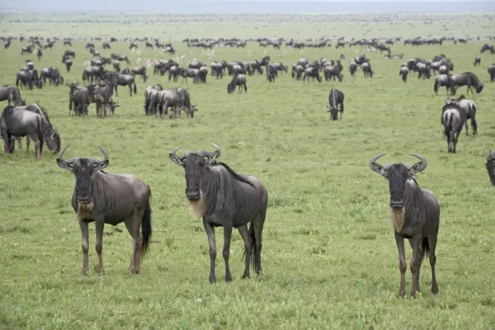 Framed Print : Blue wildebeest (brindled gnu) (Connochaetes taurinus) herd, Serengeti National Park Framed Print : Blue wildebeest (brindled gnu) (Connochaetes taurinus) herd, Serengeti National Park