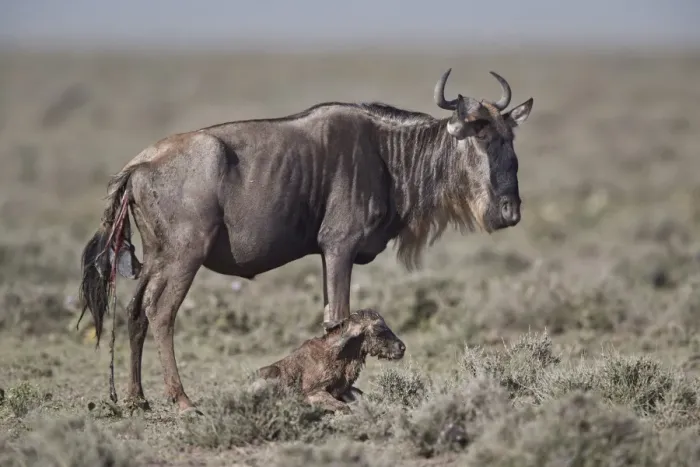 Framed Print : Blue Wildebeest (brindled gnu) (Connochaetes taurinus) new-born calf, Ngorongoro Conservation Area Framed Print : Blue Wildebeest (brindled gnu) (Connochaetes taurinus) new-born calf, Ngorongoro Conservation Area