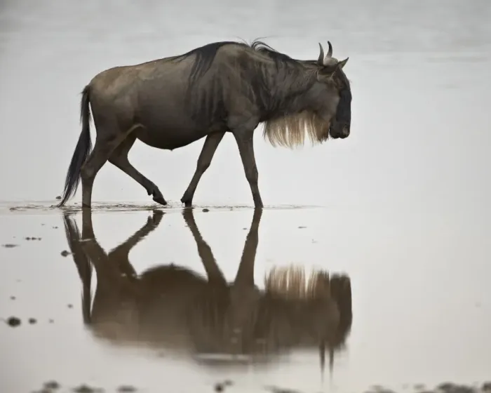 Framed Print : Blue wildebeest (brindled gnu) (Connochaetes taurinus) in the water, Serengeti National Park, Tanzania, East Africa, Africa Framed Print : Blue wildebeest (brindled gnu) (Connochaetes taurinus) in the water, Serengeti National Park, Tanzania, East Africa, Africa