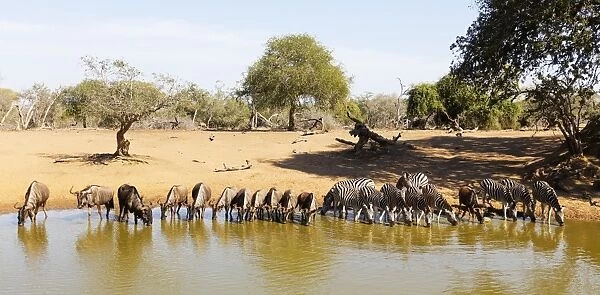Blue wildebeest (Connochaetes taurinu) and Plains zebra (Equus quagga), Mkhuze Game Reserve