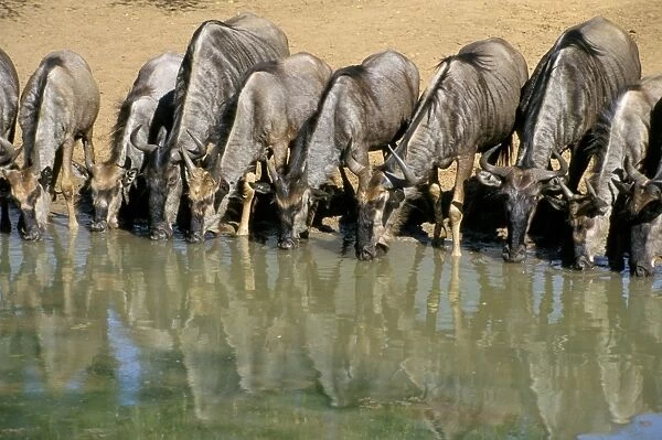 Blue wildebeest (Connochaetes taurinus) drinking at waterhole