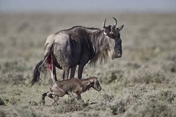 Blue wildebeest (Connochaetes taurinus) newborn calf trying to stand for the first time