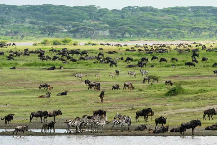 Framed Print : Blue wildebeest (Connochaetes taurinus) and common zebras (Equus quagga) grazing, Ndutu Conservation Area, Serengeti, Tanzania Framed Print : Blue wildebeest (Connochaetes taurinus) and common zebras (Equus quagga) grazing, Ndutu Conservation Area, Serengeti, Tanzania