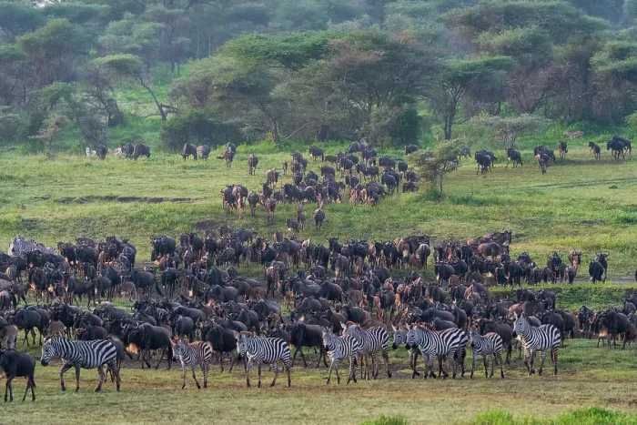 Framed Print : Blue wildebeest (Connochaetes taurinus) and common zebras (Equus quagga) herd, Ndutu Conservation Area, Serengeti, Tanzania Framed Print : Blue wildebeest (Connochaetes taurinus) and common zebras (Equus quagga) herd, Ndutu Conservation Area, Serengeti, Tanzania